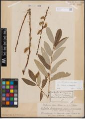 Foto von Salix caprea L. x Salix eleagnos Scop.